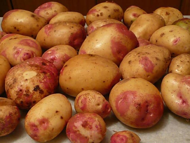 King Edward (potato) httpswwwquickcropiesiteuploadssysproducts