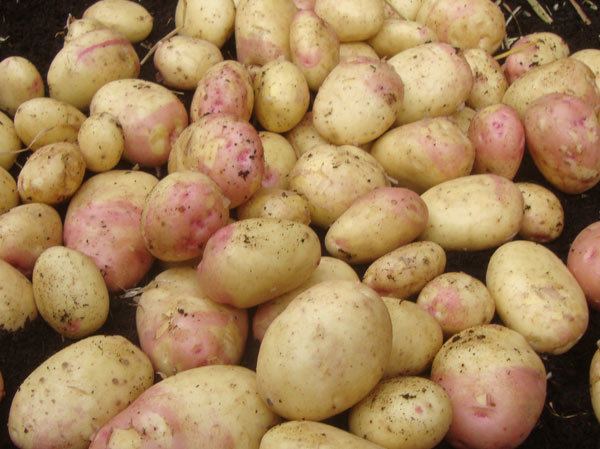 King Edward (potato) Buy potato early maincrop Scottish basic seed potato potato 39King