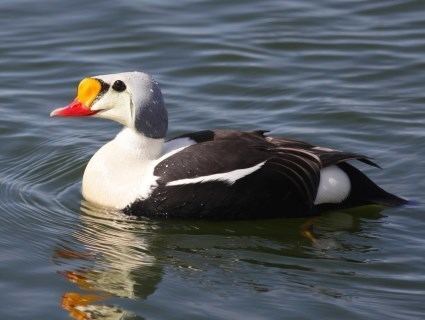 King eider King Eider Identification All About Birds Cornell Lab of Ornithology