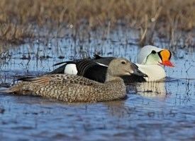 King eider King Eider Identification All About Birds Cornell Lab of Ornithology