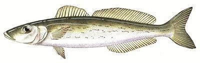 King George whiting King George whiting Marine and Estuarine Scale Fish Catch limits