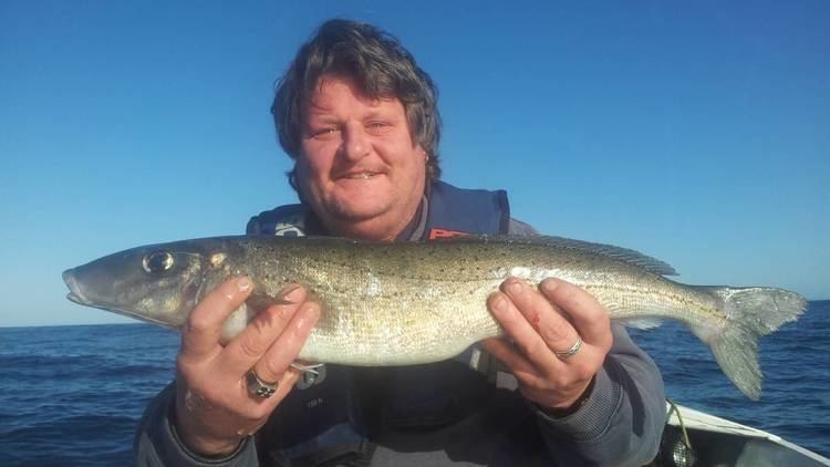 King George whiting Catch of the Week monster King George whiting Narooma News