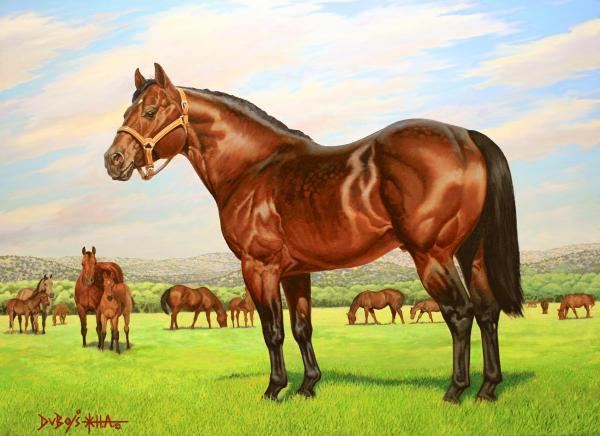King (horse) 1000 images about King p234 on Pinterest Horses for sale Colors
