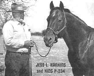 King (horse) King P234