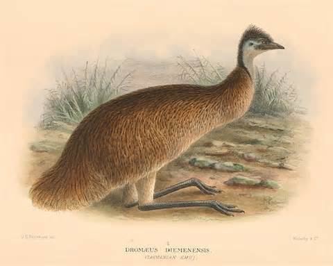 King Island emu More on Dromaius ater King Island Emu