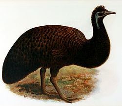 King Island emu httpsuploadwikimediaorgwikipediacommonsthu