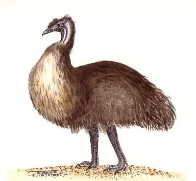 King Island emu JMZARTEECOM