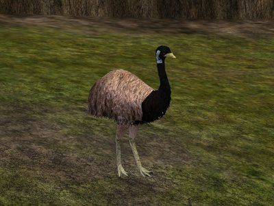 King Island emu personal use king island emu version 2 by MichellVall on DeviantArt
