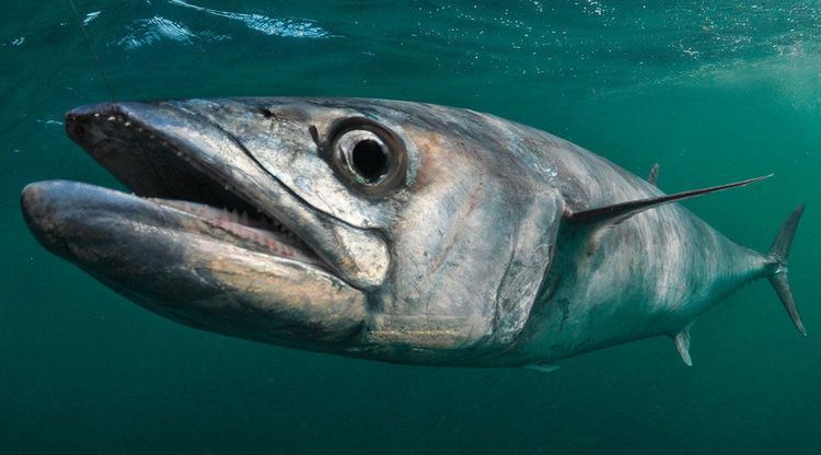 King mackerel 12 King Mackerel Fishing Tips Sport Fishing Magazine