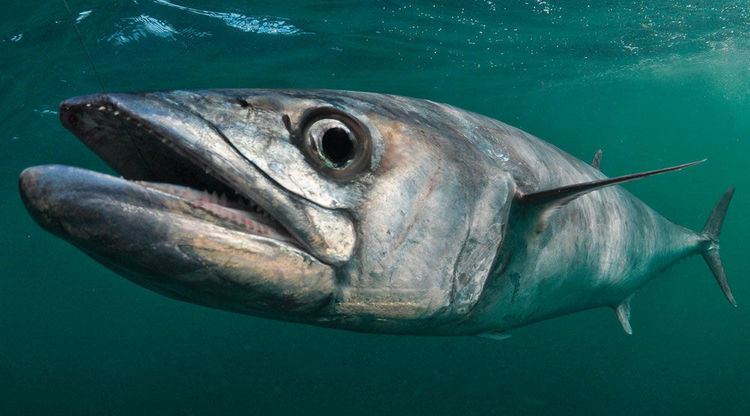 king-mackerel-alchetron-the-free-social-encyclopedia