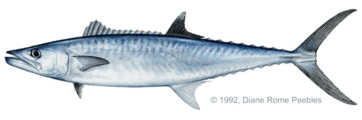 King mackerel mackerelkingpng