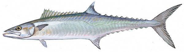 King mackerel SCDNR Marine Species King Mackerel