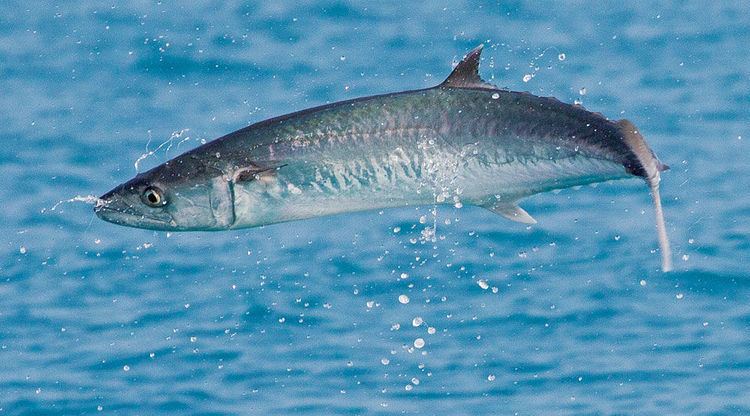 king-mackerel-alchetron-the-free-social-encyclopedia