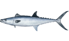 King mackerel httpsuploadwikimediaorgwikipediacommonsthu