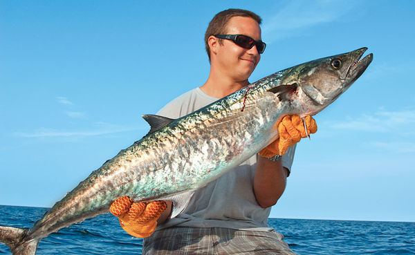 King mackerel Kings of Virginia Salt Water Sportsman