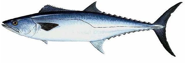 King mackerel King Mackerel Kingfish Kings Habitat Bait Tackle