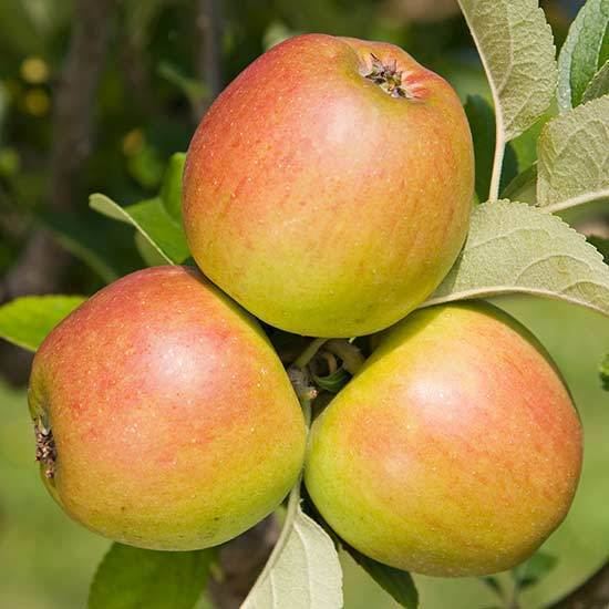 King of the Pippins Cordon Apple 39King of the Pippins39 Pomona Fruits Buy Fruit Trees