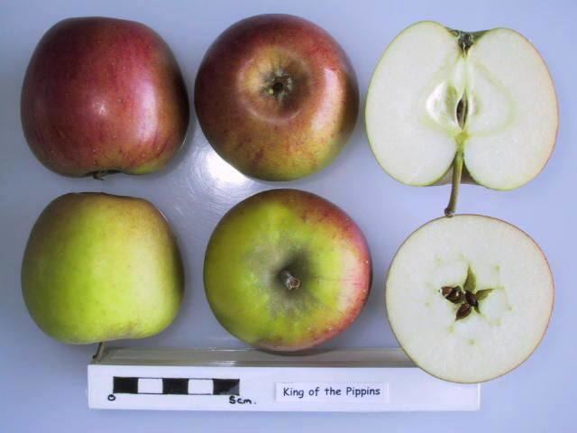 Cross section of King of the Pippins, National Fruit Collection (acc. 1972-030).jpg