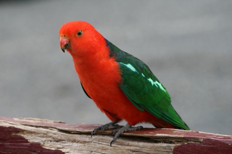 King parrot httpssmediacacheak0pinimgcomoriginals59