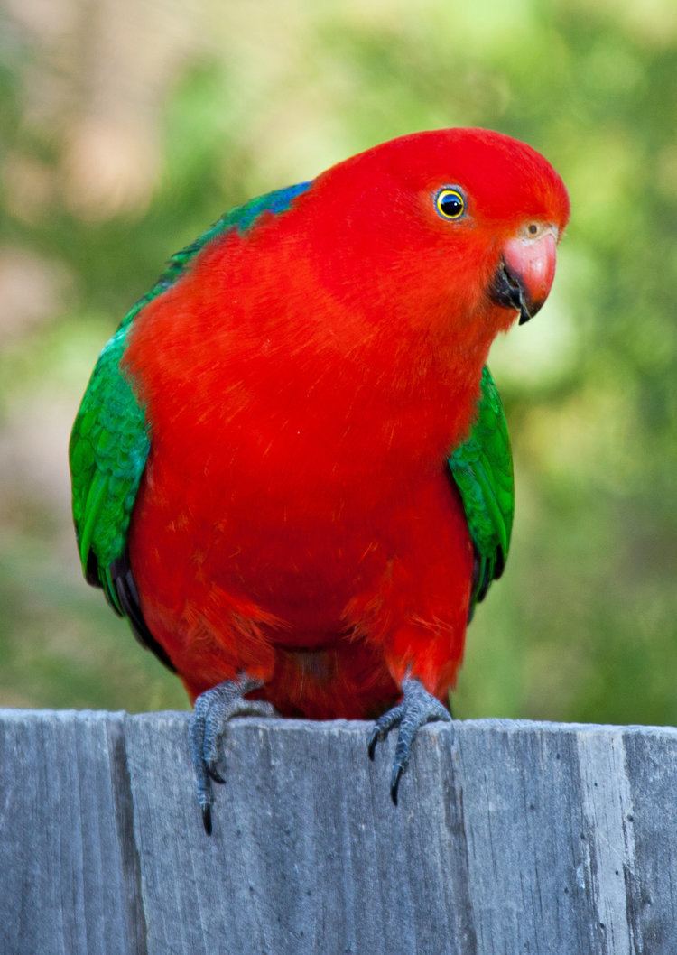 King parrot Australian KingParrot Alisterus scapularis