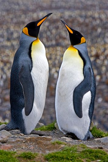 King penguin King penguin TravelWild Expeditions