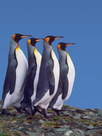 King penguin King penguin pictures and facts