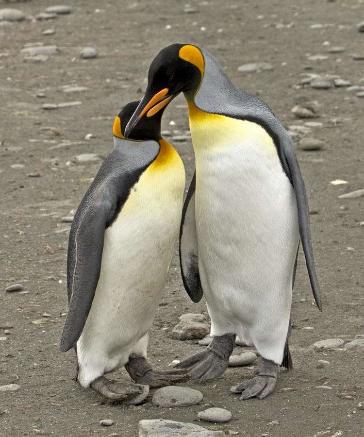 King penguin King penguin New Zealand Birds Online