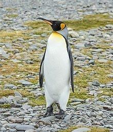 King penguin httpsuploadwikimediaorgwikipediacommonsthu