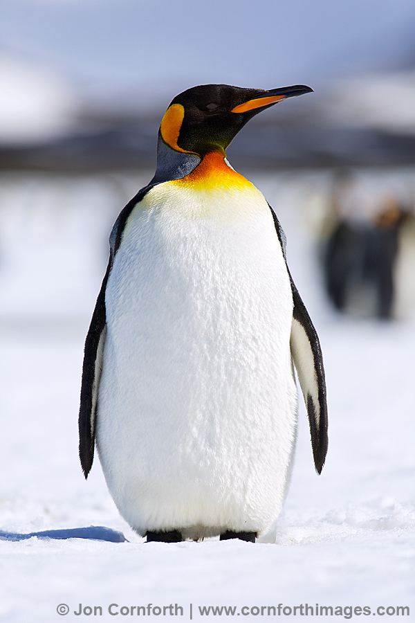 King penguin King Penguin Photos Pictures Photography Cornforth Images