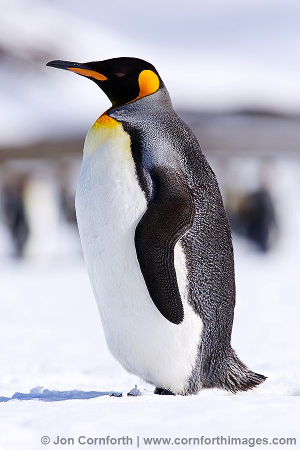 King penguin King Penguin Photos Pictures Photography Cornforth Images