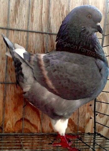 King pigeon King Pigeons For Sale Show Kings White Kings Mondaines Hubbles