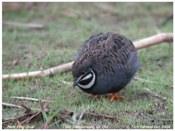 King quail quail