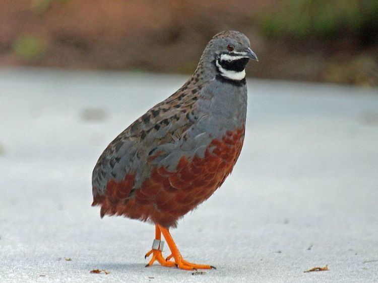 King quail 1000 images about King Quails on Pinterest Quails Southeast asia