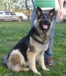 King Shepherd wwwdogbreedinfocomimages18KingShepherdCilla15