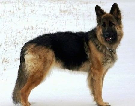 King Shepherd King Shepherd Dog Breed Information and Pictures