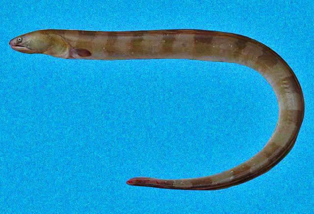 King snake eel biogeodbstrisieducaribbeanresourcesimgimage