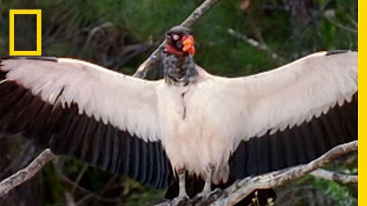 King vulture King Vultures National Geographic YouTube