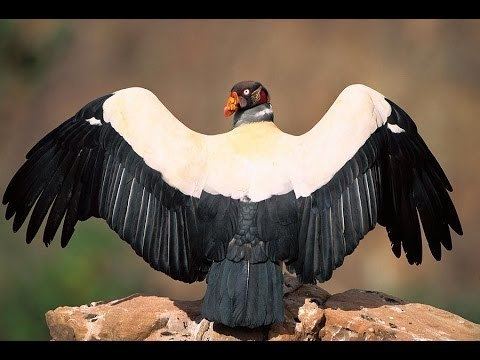 King vulture King Vulture Sarcoramphus Papa YouTube