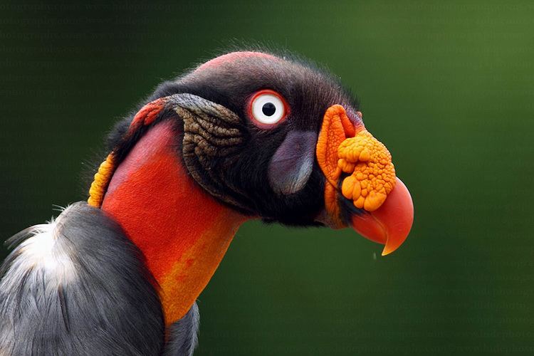 King vulture HidePhotography Home
