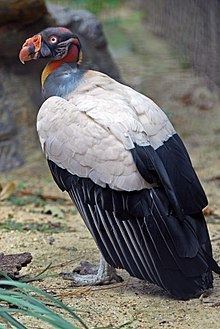 King vulture httpsuploadwikimediaorgwikipediacommonsthu