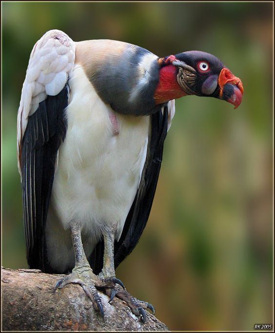 King vulture King Vulture Central and South America Birds Pinterest A 4