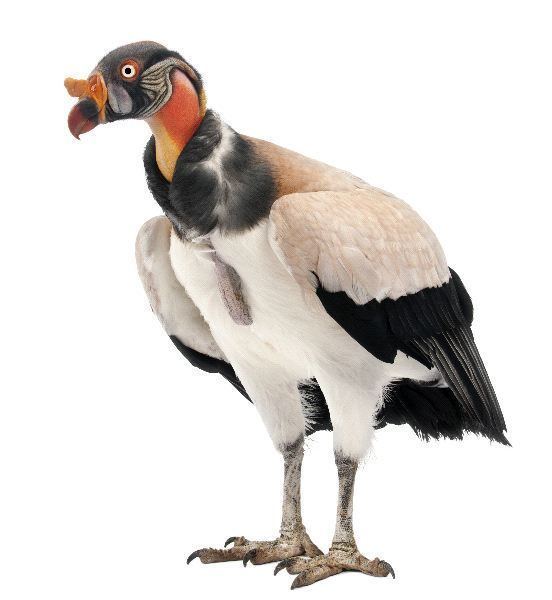 King vulture King Vulture Animal Facts and Information