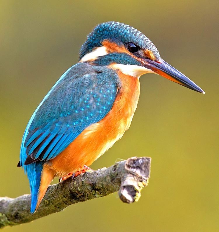 Kingfisher Natural History Creation and Religious Conflicts Stories of