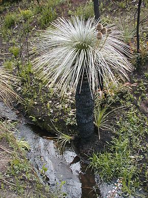 Kingia Kingia australis Wikipdia