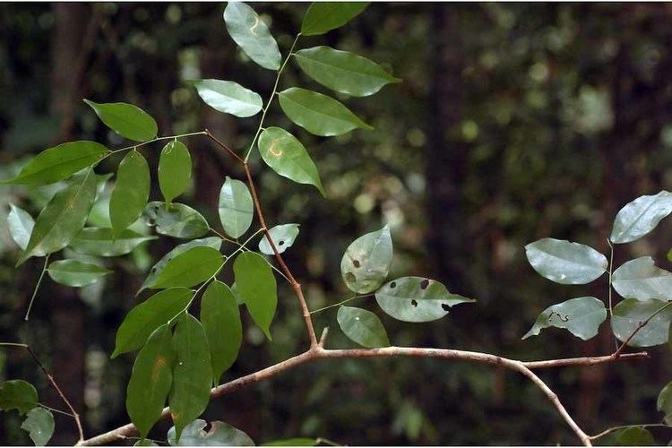 Kingiodendron pinnatum Kingiodendron pinnatum FABACEAECAESALPINIOIDEAE