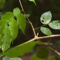 Kingiodendron pinnatum indiabiodiversityorgbiodivobservations75dd0cf