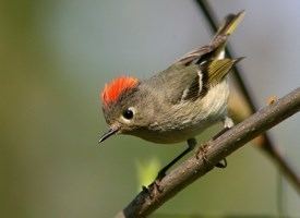 Kinglet Rubycrowned Kinglet Identification All About Birds Cornell Lab