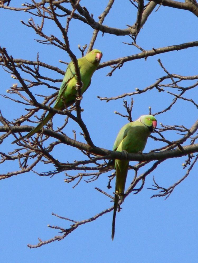 Kingston parakeets