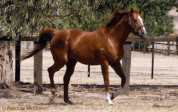 Kingston Rule Children of Secretariat the son who ran the fastest Melbourne Cup