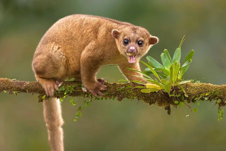 Kinkajou Kinkajou San Diego Zoo Animals amp Plants